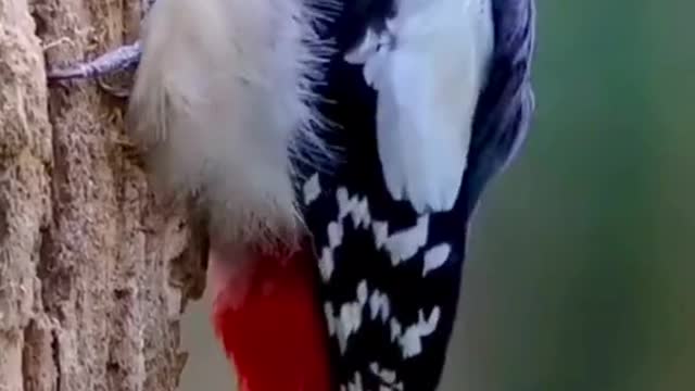 Smart woodpecker