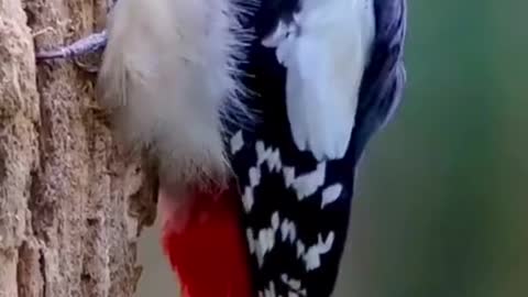 Smart woodpecker