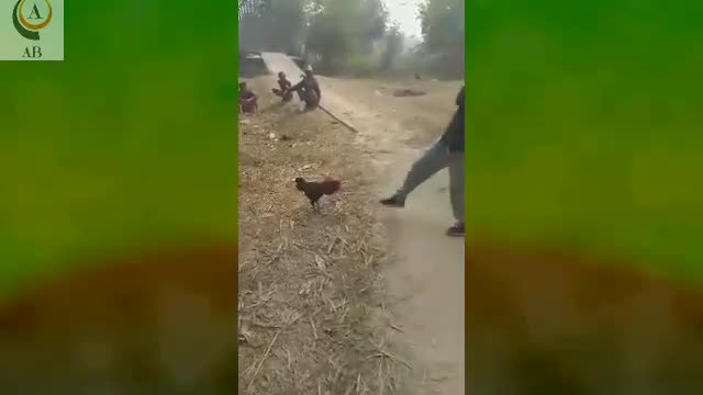 Wow!!! What a brave COCK...