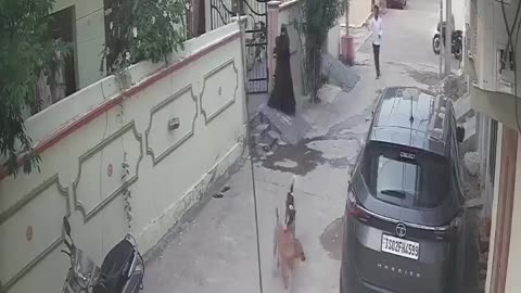 A brave mother saved her child from stray dogs
