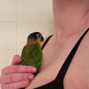 Caique parrot closes her eyes and sings in shower