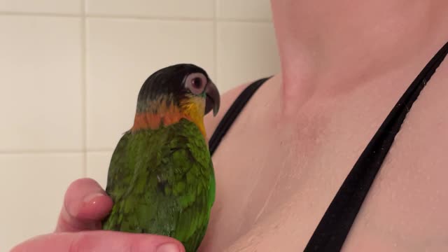 Caique parrot closes her eyes and sings in shower