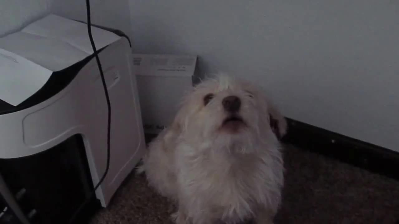 Puppy siren!