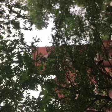 Clever crow in the tree