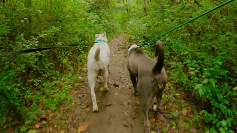 Rottweilers Running Wild In The Forest