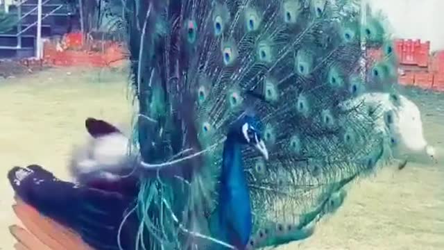 CUTE DANCING PEACOCK 🦚️