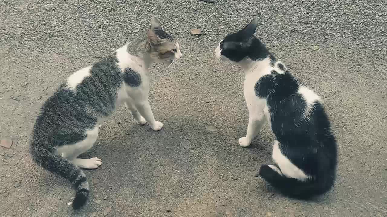 cats fighting with sound exclusive video