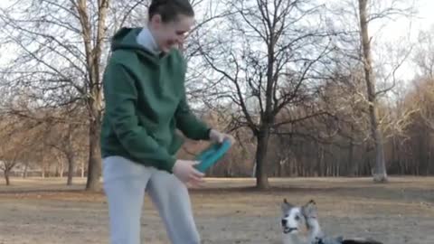 Smart Dog Training Video 🐶 | Dog Training Tricks 🐕 | Dog Training 🐾 | #shorts # dog #dogtraning