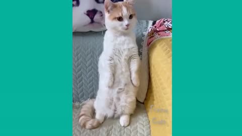 Funny cats