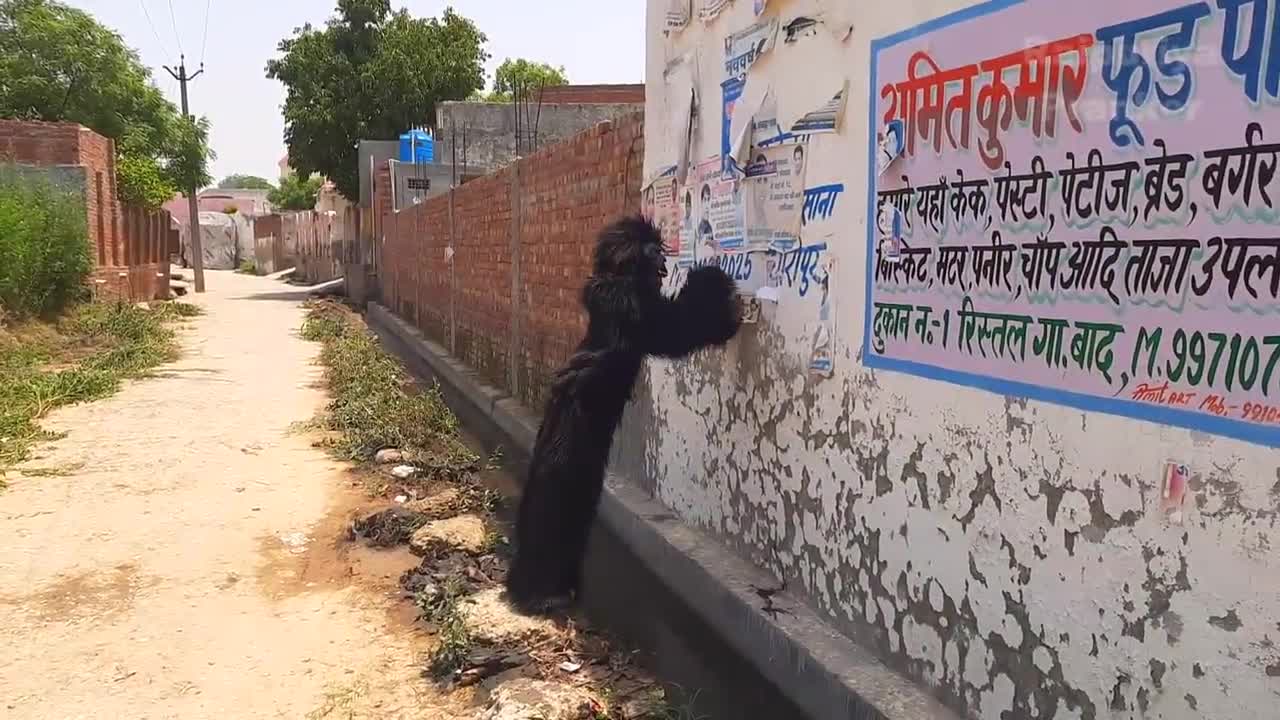 Fake Small Gorilla vs Dog Prank Funniest Dogs Scared TRY TO NOT LAUGH Raipuriy