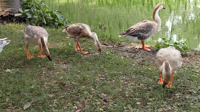 My Duck Eating The Grass