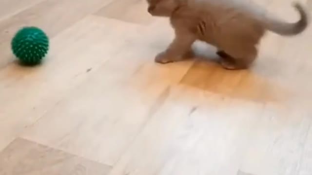 Very crazy cat 2021