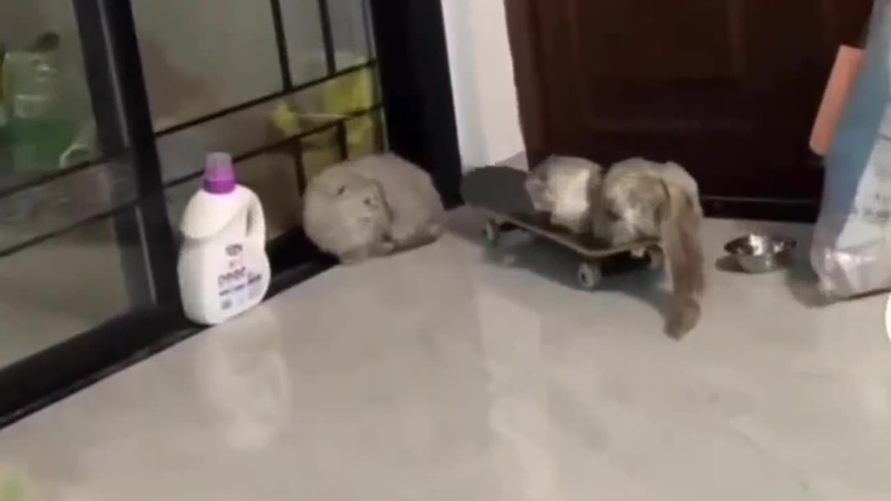 Funny cat video