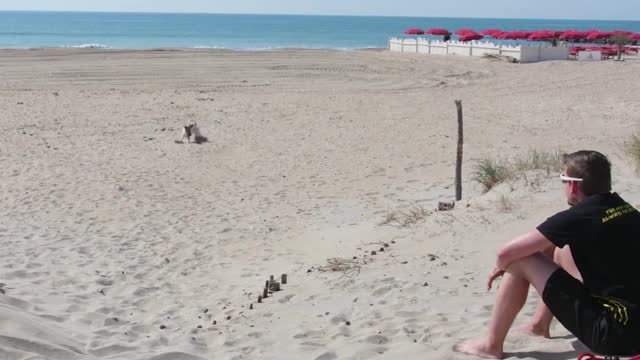 #Shorts #The dog is playing on the beach