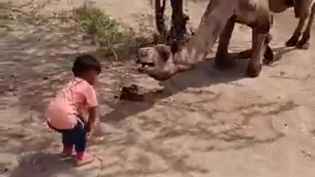 Funny video animal