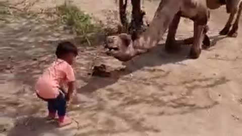 Funny video animal