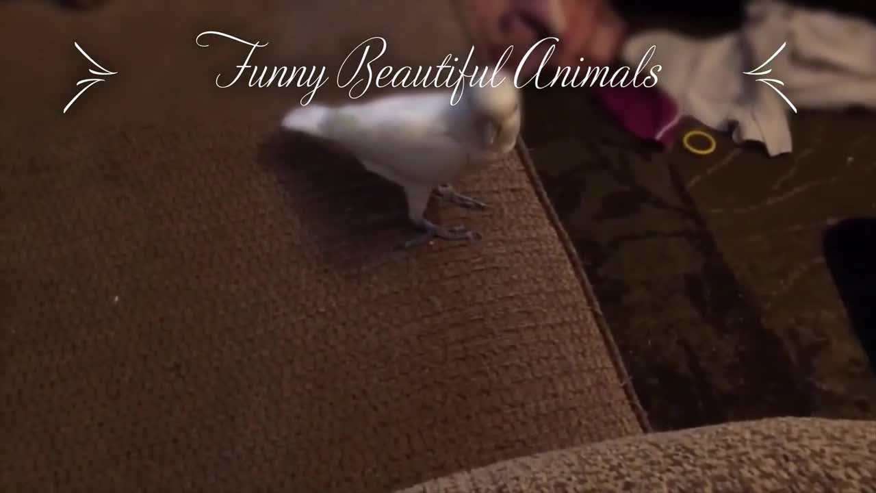 Amazing funny parrot compilation, try not to laugh...