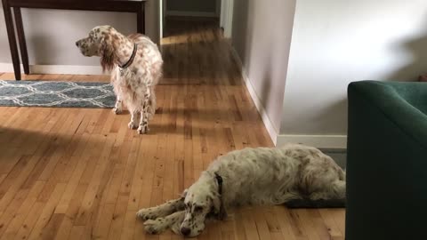 English Setter Wanting For Walks