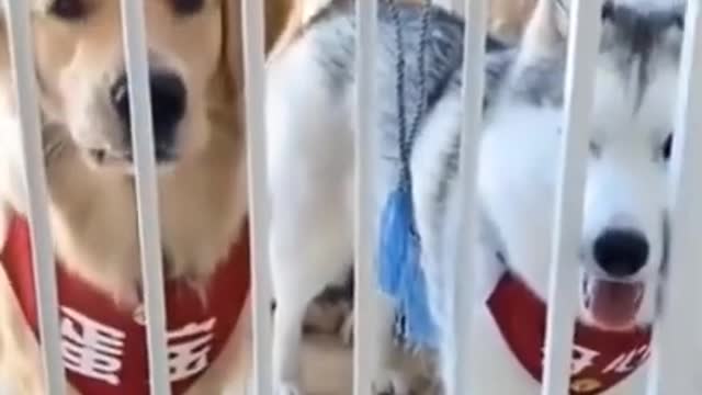 Too Funny Dog TikTok