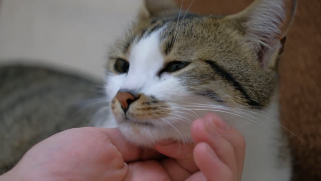 Petting a cute cat, close up