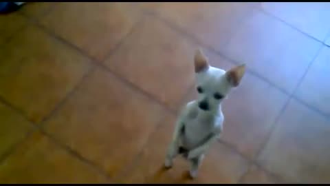 Dog funny dancing