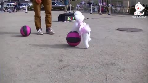 learn how to train your dog in a fun way as they are trained in the dog training academy