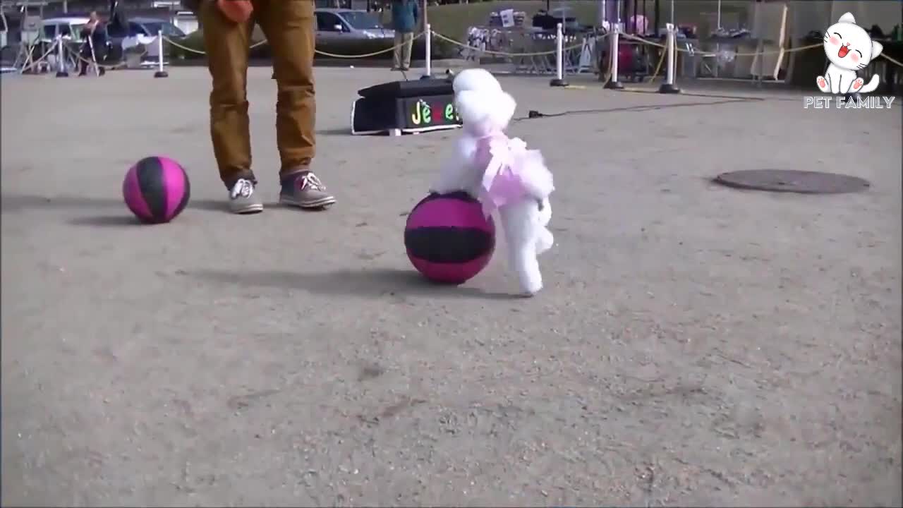 learn how to train your dog in a fun way as they are trained in the dog training academy