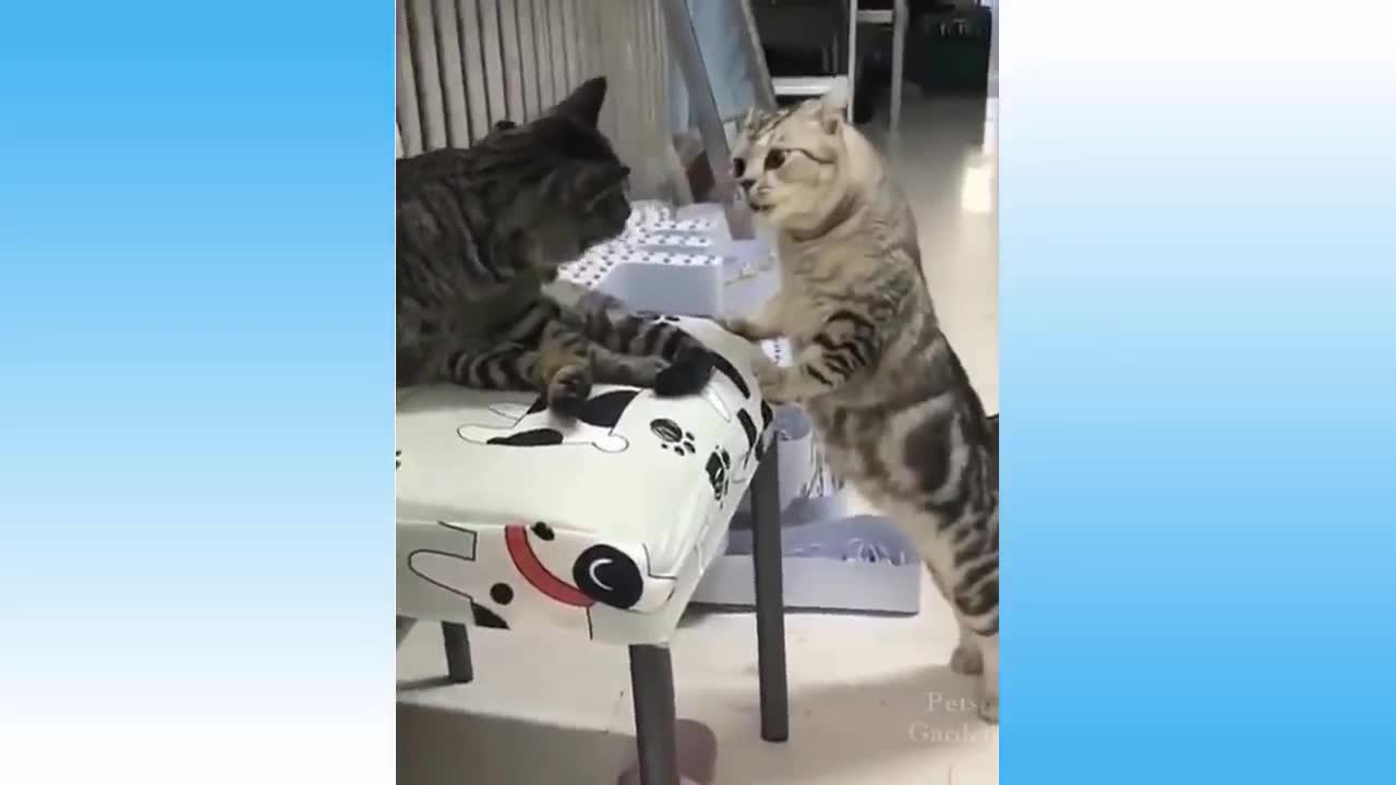 Top Funny Cat Videos - Try Not To Laugh