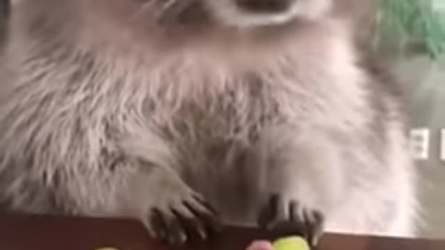 Racoon eating grapes