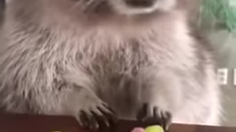 Racoon eating grapes