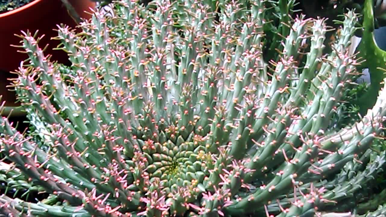 Euphorbia flanaganii