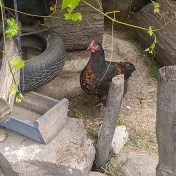 Happy farm day 🐔🐓🐣🤍