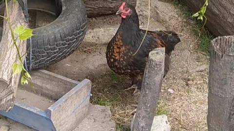 Happy farm day 🐔🐓🐣🤍
