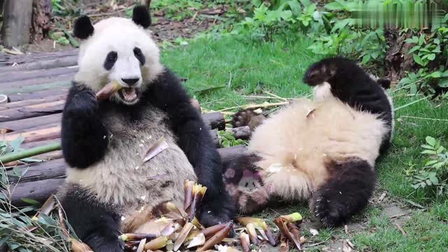 Giant Panda and Flower & He Ye] Two brothers and sisters sit and eat bamboo shoots together