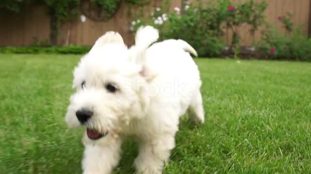 Puppy dog running with joy.