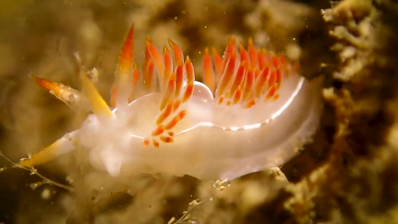 Nudibranchs Orienthella