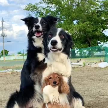 Friendly family of dogs