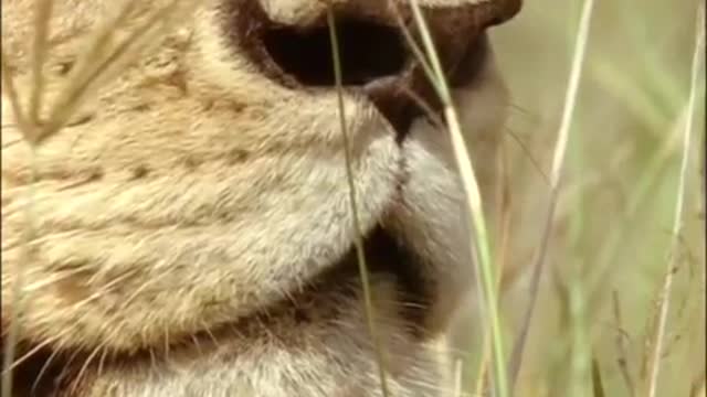 A Lion Ambushes a Zebra | Be An Animal | BBC Earth