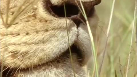 A Lion Ambushes a Zebra | Be An Animal | BBC Earth