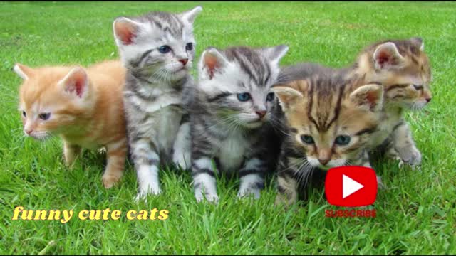 Funny Cute Cats #01