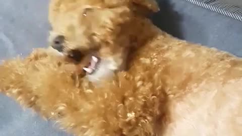 A puppy playing with a wooden toy alone
