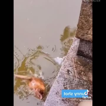 Funny animal video 😂😂😂