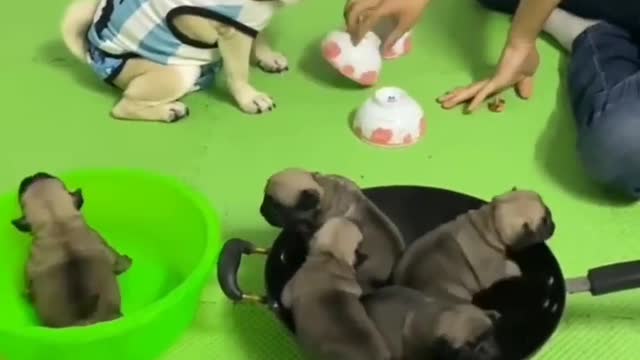 Funniest Cats And Dogs Videos Best Funny Animal Videos 2021😂😂😂