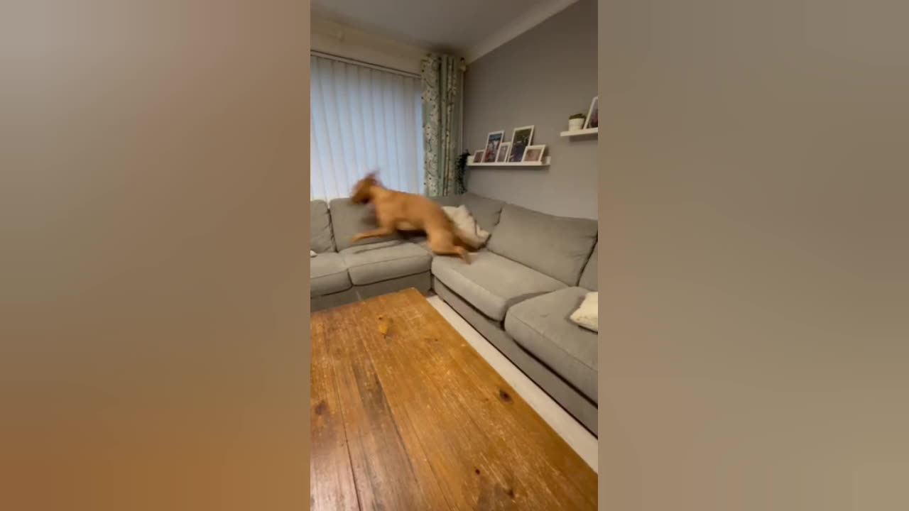 Funny Dog Parkour 📸