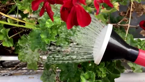 Red flower being watered