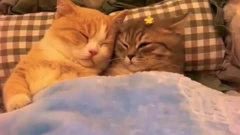 so cute caTs