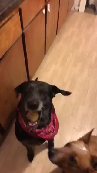 Doggo tastes pickle for the first time ! Gone wrong ! 😂