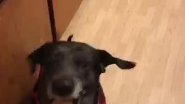 Doggo tastes pickle for the first time ! Gone wrong ! 😂