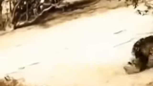 Pained Lioness Called Out For Help - Wild Animals Attack 2022- Bison Video #shorts #viral