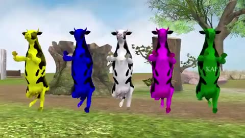 Cow Dance